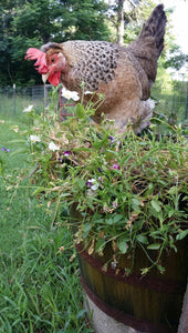 Fresh Free Range Farm Eggs